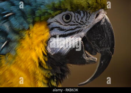 Close up of a beautiful blue and gold macaw Stock Photo