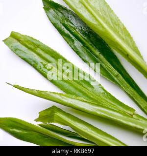 Eryngium foetidum - Culantro (aka long coriander, shadow beni, and ngo gai) leaves on a white background Stock Photo