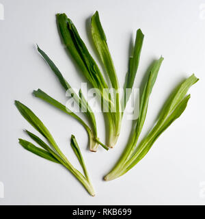 Eryngium foetidum - Culantro (aka long coriander, shadow beni, and ngo gai) leaves on a white background Stock Photo