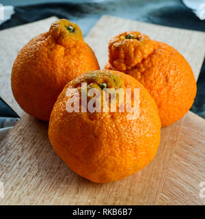 Dekopon (aka Sumo Citrus) fruits Stock Photo