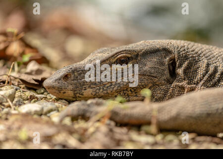 Malayan Water Monitor Lizard, Varanus salvator, in Sungei Buloh Wetland Reserve Stock Photo