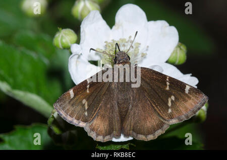 Southern Cloudywing, Cecropterus bathyllus, nectaring from blackberry, Rubus sp., blossom Stock Photo