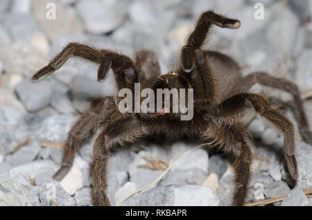 Oklahoma Brown Tarantula, Aphonopelma hentzi, penultimate male in threat display Stock Photo