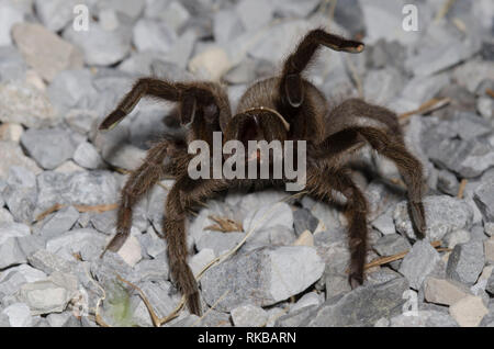 Oklahoma Brown Tarantula, Aphonopelma hentzi, penultimate male in threat display Stock Photo