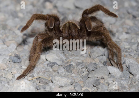 Oklahoma Brown Tarantula, Aphonopelma hentzi, penultimate male in threat display Stock Photo