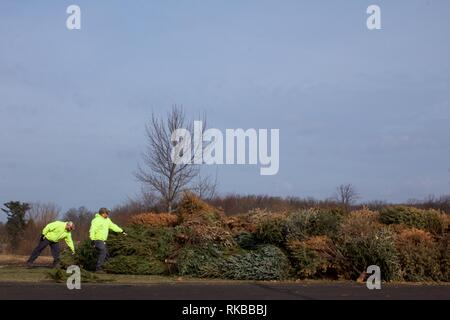 Warminster, Pennsylvania, USA - February 6, 2019: After the holidays, Christmas trees are ground up into mulch by a wood chipper by municipal workers. Stock Photo