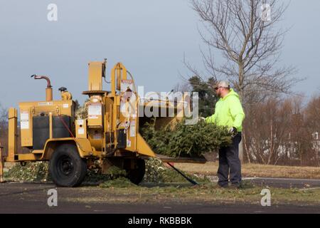 Warminster, Pennsylvania, USA - February 6, 2019: After the holidays, Christmas trees are ground up into mulch by a wood chipper by municipal workers. Stock Photo