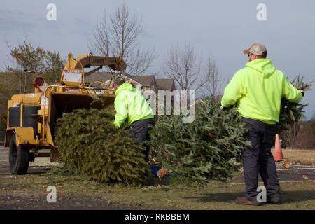 Warminster, Pennsylvania, USA - February 6, 2019: After the holidays, Christmas trees are ground up into mulch by a wood chipper by municipal workers. Stock Photo