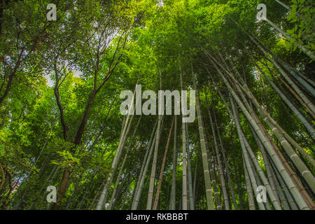 Canopy of the bamboo forest at Arashiyama, Japan Stock Photo