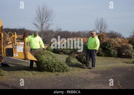 Warminster, Pennsylvania, USA - February 6, 2019: After the holidays, Christmas trees are ground up into mulch by a wood chipper by municipal workers. Stock Photo