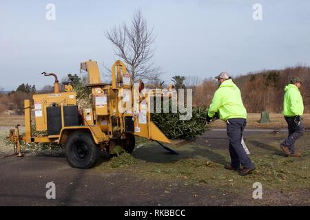 Warminster, Pennsylvania, USA - February 6, 2019: After the holidays, Christmas trees are ground up into mulch by a wood chipper by municipal workers. Stock Photo