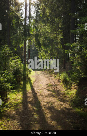 Soil road through old forest with tall evergreen coniferous trees and charming shadows falling down on ground. Vertical color photography. Stock Photo