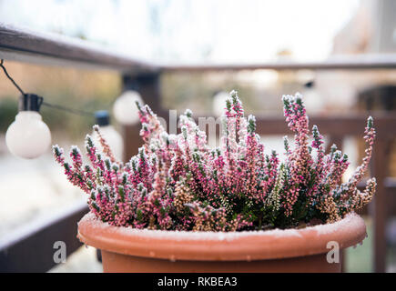 Pink heather flower growing in terracotta color garden pot, outdoors on terrace in winter, covered with white frost. Stock Photo