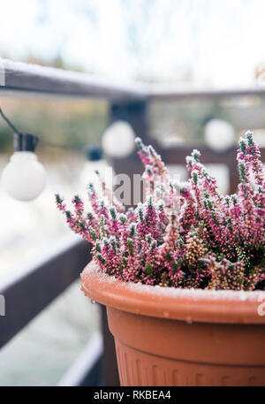 Pink heather flower growing in terracotta color garden pot, outdoors on terrace in winter, covered with white frost. Stock Photo