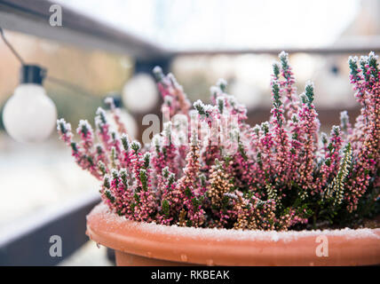 Pink heather flower growing in terracotta color garden pot, outdoors on terrace in winter, covered with white frost. Stock Photo