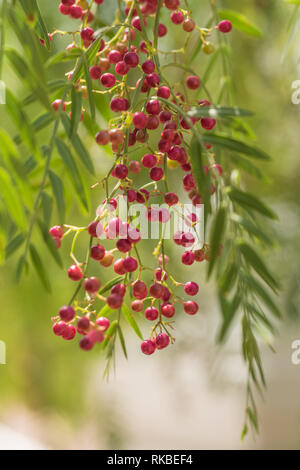 A pink pepper tree with peppercorns called Schinus molle also known as Peruvian pepper tree. Stock Photo
