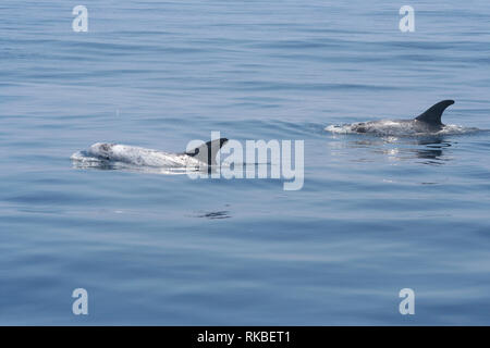 Two Risso's Dolphin (Grampus griseus) swim lazily on a calm day off the island of Catalina in California Stock Photo