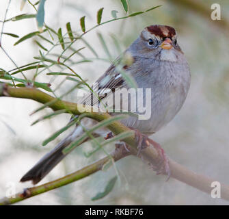 Juvenile White-crowned Sparrow (Zonotrichia leucophrys) perched on a branch in the deserts of Southern California. Stock Photo