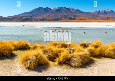 The majestic Canapa Lagoon in the region of the Uyuni salt flat with Andes and James flamingo in the tranquil waters as well as Andes grass, Bolivia. Stock Photo