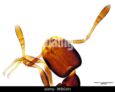 Tiny ant under the microscope, field of view is approximately 1.2mm wide Stock Photo