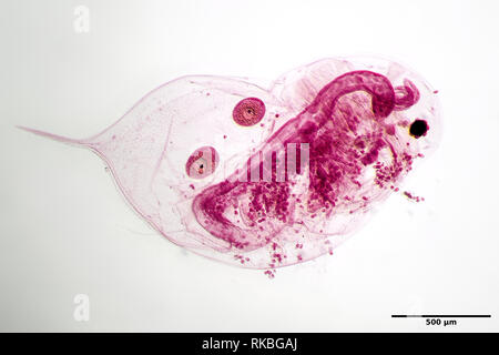 Daphnia with two eggs (stained) under the microscope Stock Photo