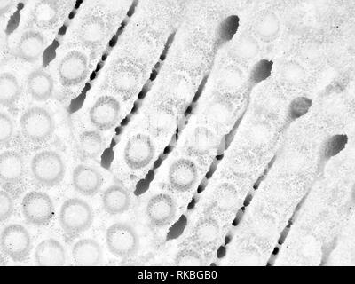Extreme macro photography (micrograph) of sand dollar (Clypeasteroida) shell, field of view is about 3mm wide Stock Photo