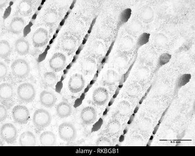 Extreme macro photography (micrograph) of sand dollar (Clypeasteroida) shell, field of view is about 3mm wide Stock Photo