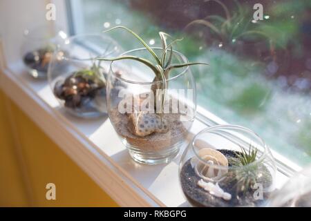 Various tillandsia plants growing in glass bowls on a window sill. Stock Photo