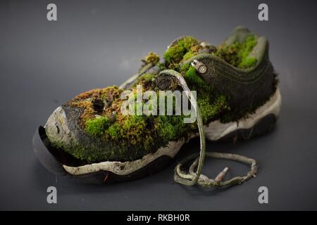 A hiking shoe covered in moss, found in Eugene, Oregon, USA. Stock Photo