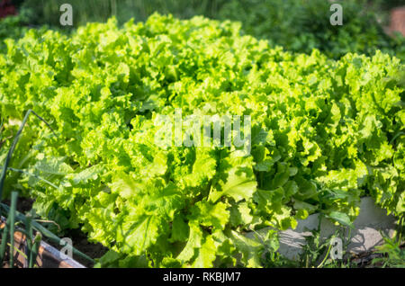 Organic Gardening Concept. Green Lettuce Growing in the Vegetable Garden on a Summer Morning. Healthy Eating Concept Stock Photo