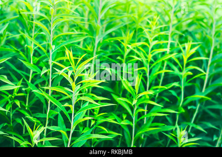 Green Stems of European Goldenrod, Solidago Virgaurea, or Woundwort in Midsummer. A Garden Flower with Astringent, Diuretic, Antiseptic and Other Prop Stock Photo