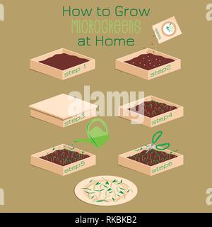 Infographic how to grow microgreens at home. Six steps to grow microgreen in a box with soil. Packaging Design seeds, microgreens , sprouters Stock Vector