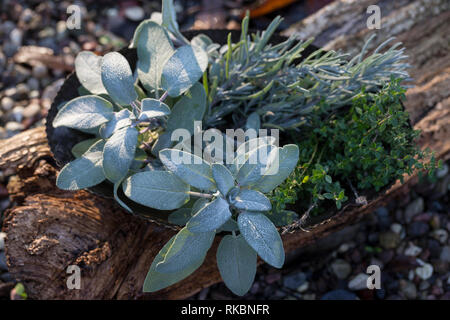 Salbei Lavendel Und Thymian Garten Salbei Kuchensalbei