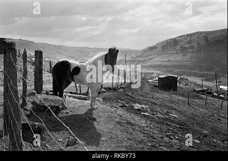 A Welsh Mountain Pony at Philipstown, New Tredegar, Rhymney Valley, South Wales, 1987 Stock Photo