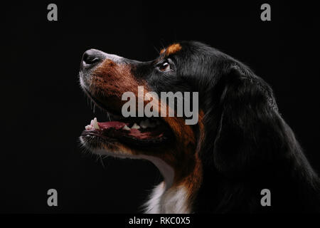 Close-up portrait of Bernese Mountain Dog against black background Stock Photo