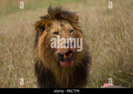 Black Maned Lion Stock Photo