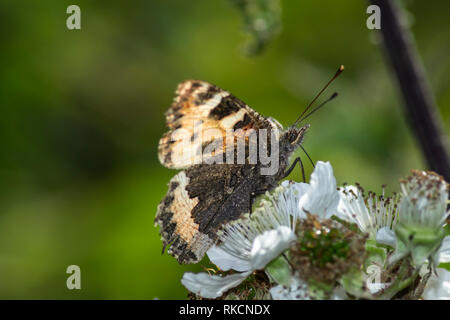 Small Tortoiseshell butterfly with its tongue out feeding on some white wildflowers Stock Photo