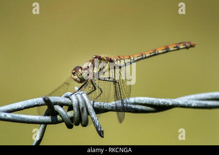Yellow Winged Darter Dragonfly resting on some barbed wire Stock Photo