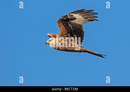 Red Kite (Milvus milvus0 in flight against blue sky, Cambridgeshire Stock Photo