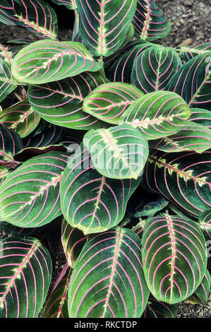 Maranta leuconeura Erythroneura or Prayer plant   Clump forming evergreen perennial   This variety sometimes called Herringbone plant  Is frost tender Stock Photo