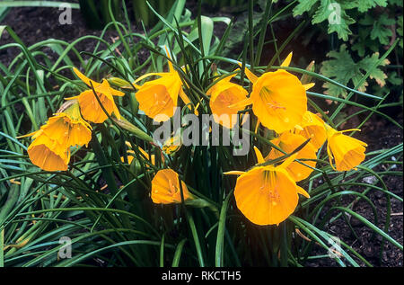 Narcissus bulbocodium or Hoop-petticoat daffodil with lots of deep yellow flowers  Autumn to spring flowering prefers acid to neutral soil Fully hardy Stock Photo