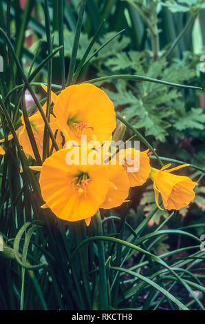 Narcissus bulbocodium or Hoop-petticoat daffodil with lots of deep yellow flowers  Autumn to spring flowering prefers acid to neutral soil Fully hardy Stock Photo