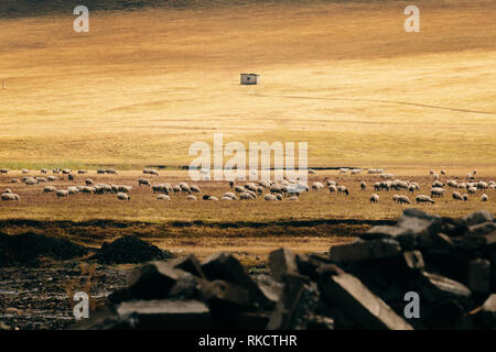 Field of Sheep in Highland Cliffs Rocky Herd Farm Land Green Grass Hut Animals in Wild Depth of Field Stock Photo