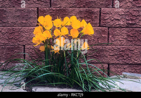 Narcissus bulbocodium or Hoop-petticoat daffodil with lots of deep yellow flowers  Autumn to spring flowering prefers acid to neutral soil Fully hardy Stock Photo