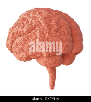 3d rendered brain isolated Stock Photo
