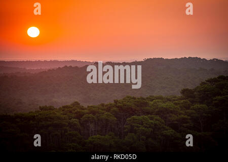 Sunset, Forest from the Dune du Pilat, the biggest sand dune in Europe, France, Arcachon Basin, Aquitaine Stock Photo