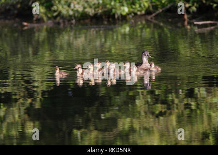 MANDARIN DUCKS (Aix galericulata) female with ducklings, UK. Stock Photo