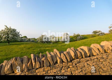 Cherry blossom trees part of the Cotswold blossom trail with dry stone wall in foreground. Stock Photo