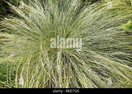 Mountain sedge, Carex montana Stock Photo