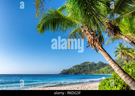 Coconut palm over sandy beach and tropical sea in Jamaica paradise island. Stock Photo